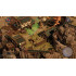 Shadow Tactics Blades of the Shogun Xbox One
